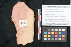 Foto (Objekt + Etikett) von Taxodium distichum miocenicum Heer (NHMW-GEO-2024-0188-7946)